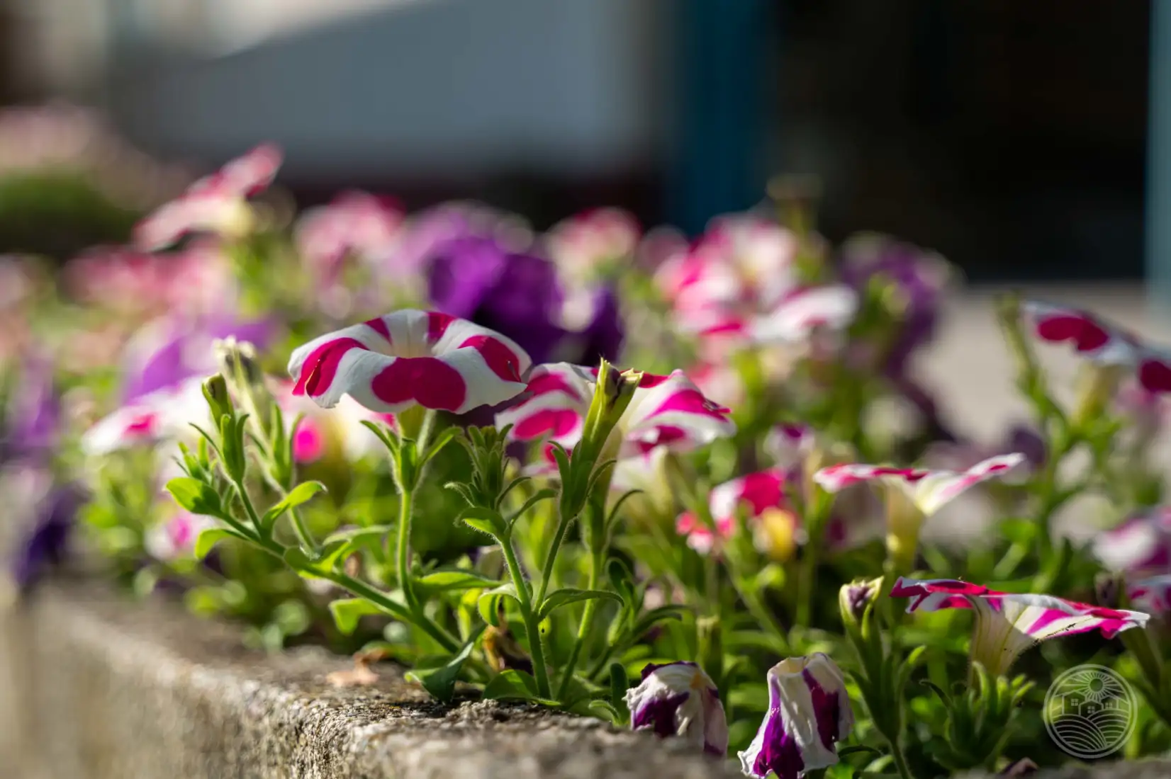 Légről...🌸